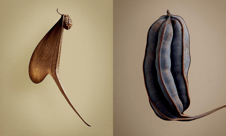 Seeds & Fruits