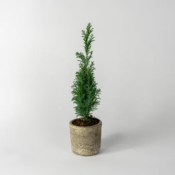 Small Concrete Pot